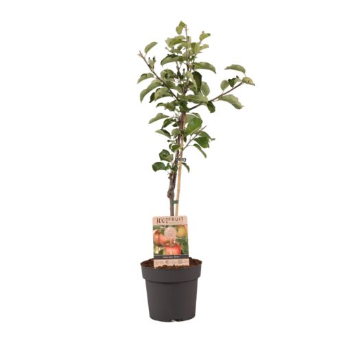 Obstbaum 95 cm - Bild 2